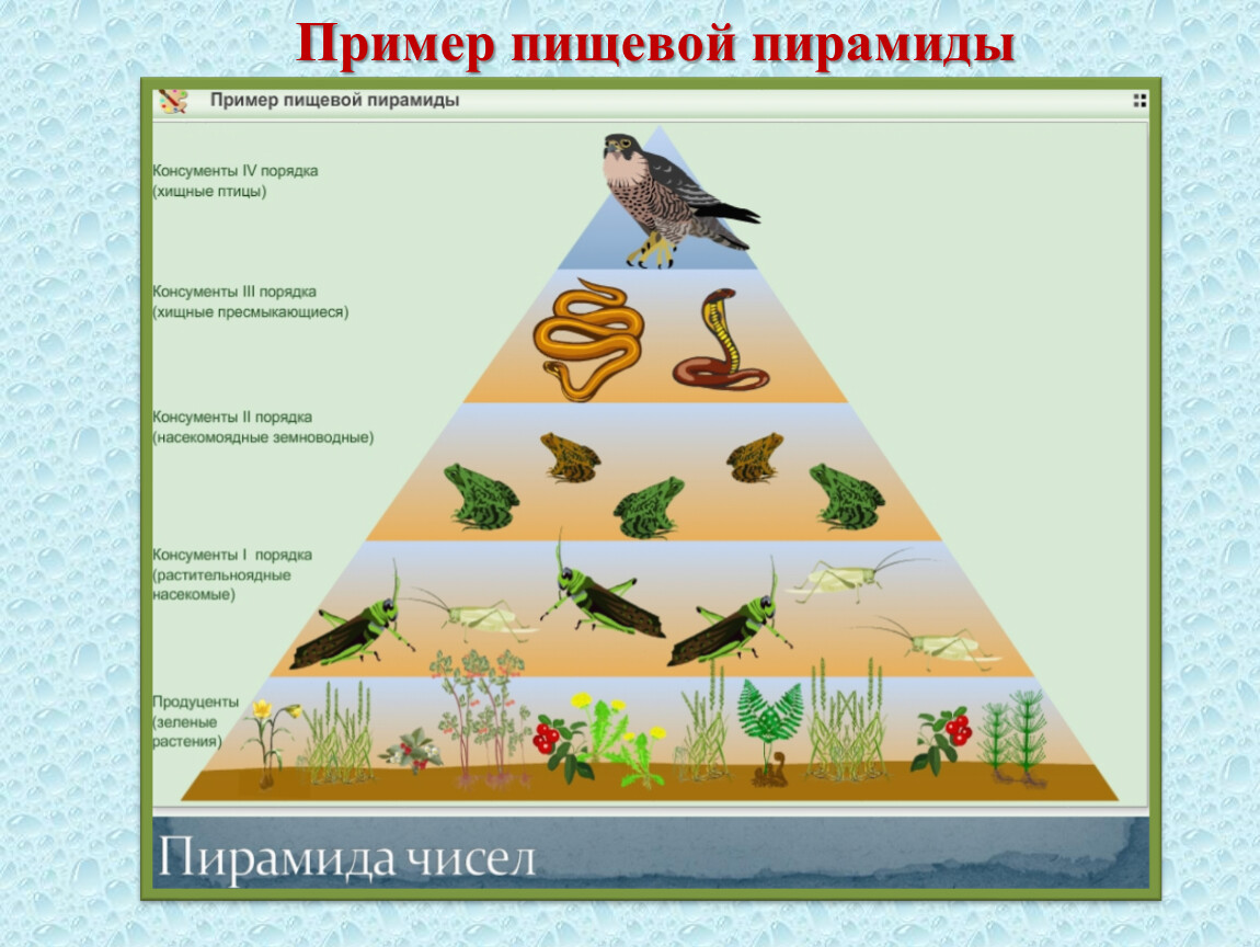 ÐÐ¸ÑÐµÐ²Ð°Ñ Ð¿Ð¸ÑÐ°Ð¼Ð¸Ð´Ð°