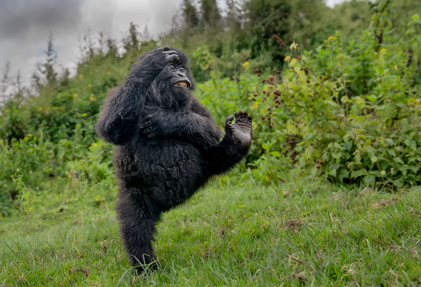 Ð¤Ð¾ÑÐ° Ð¿ÐµÑÐ°Ð¼Ð¾Ð¶ÑÑ ÐºÐ¾Ð½ÐºÑÑÑÑ