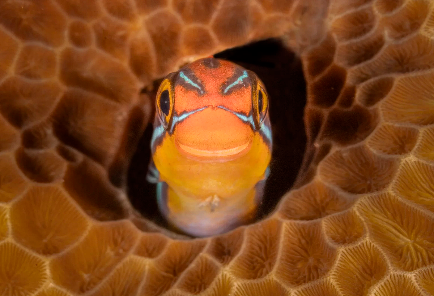 Â«Ð ÑÐ±Ñ Ñ ÑÐ½ÑÑÑ Ð¿Ð°Ð´Ð²Ð¾Ð´Ð½ÑÑ Ð½Ð°ÑÐµÐ»ÑÐ½ÑÐºÑÂ» â Â«Ð¡Ð¼Ð°Ð¹Ð»ÑÐºÂ»