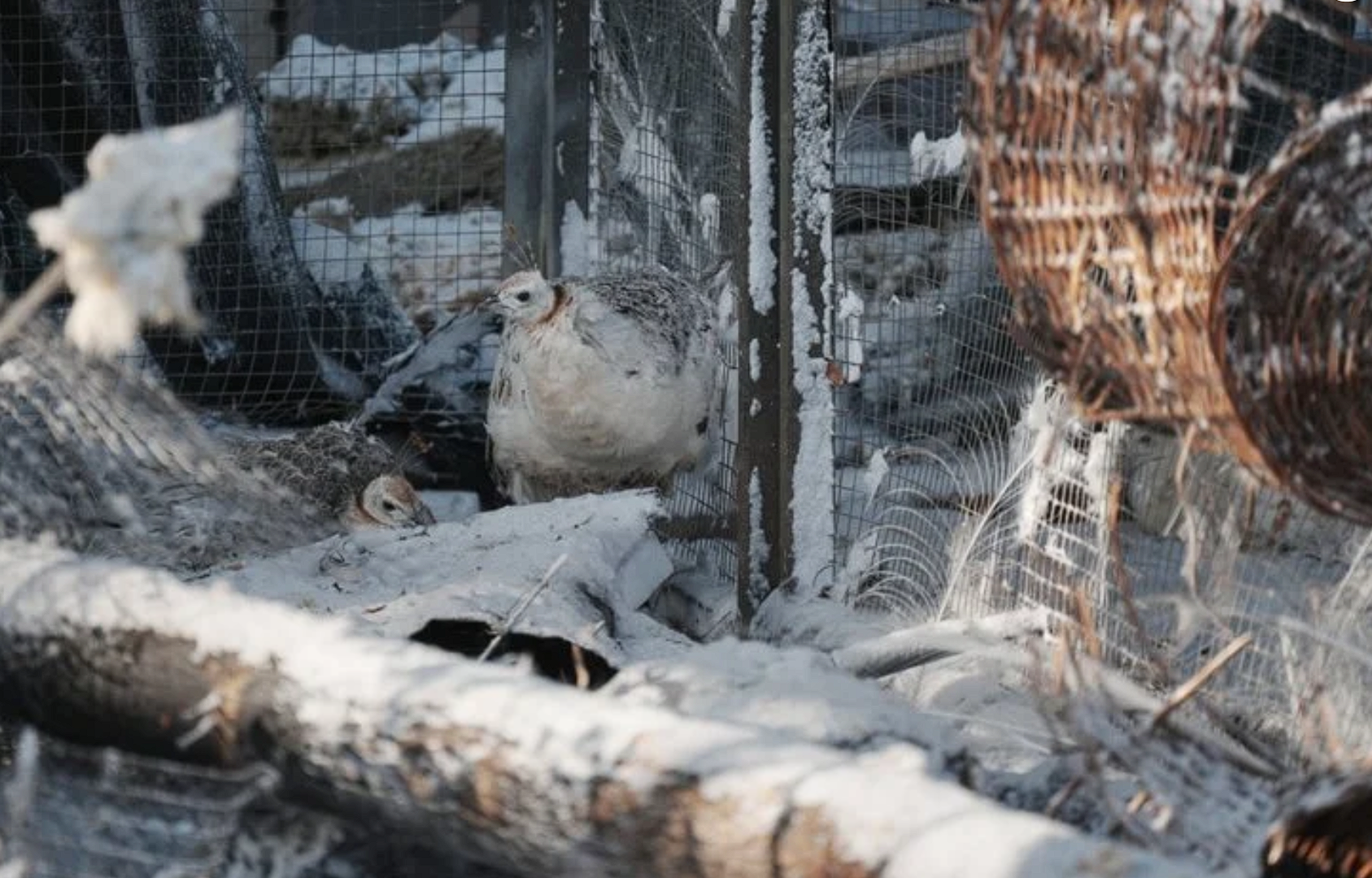 ÐÑÐ¸ÑÑ, Ð¿ÐµÑÐµÐ¶Ð¸Ð²ÑÐ¸Ðµ ÑÐ¾ÑÑÐ¸Ð¹ÑÐºÐ¸Ð¹ Ð¾Ð±ÑÑÑÐµÐ». Ð¤Ð¾ÑÐ¾ - Ð¡ÑÑÐ¿ÑÐ»ÑÐ½Ðµ