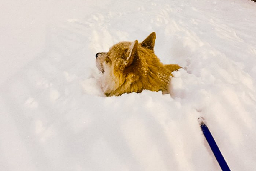 Ð¡Ð¾Ð±Ð°ÐºÐ° Ð² ÑÐ½ÐµÐ³Ñ