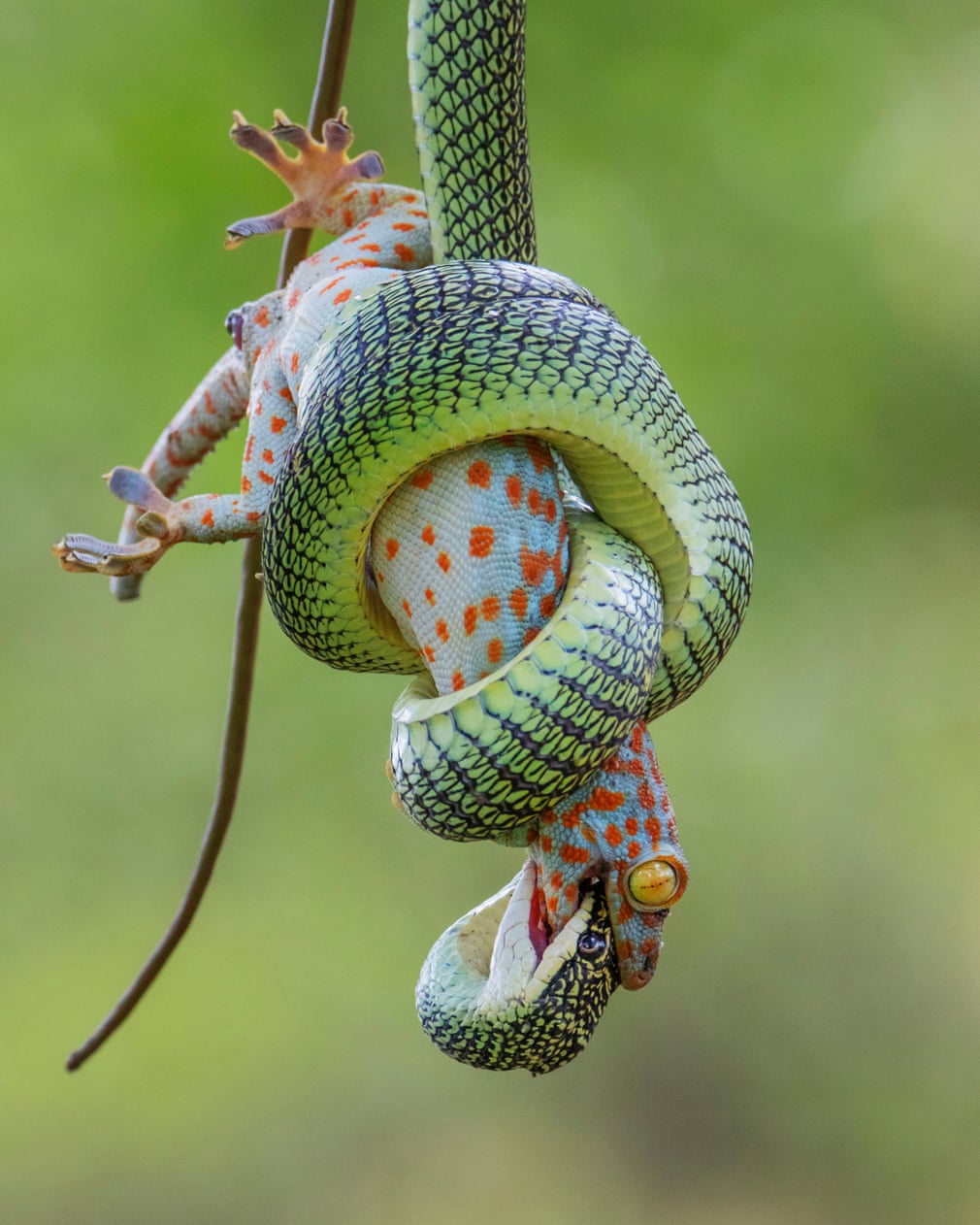 ÐÐ°ÑÐ²Ð°ÑÑÐ²Ð°ÑÑÐ¸Ð¹ ÑÐ¸Ð½Ð°Ð», ÐÑÐ¹ Ð¤Ñ, Ð¢Ð°Ð¸Ð»Ð°Ð½Ð´/Wildlife Photographer of the Year/PA