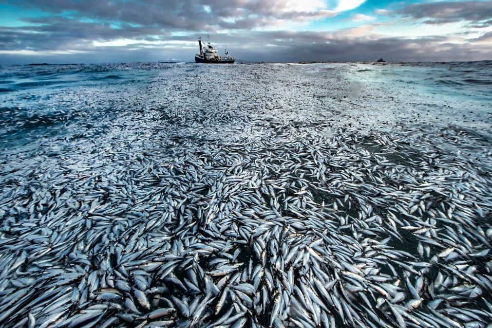 Ð§Ð¸ÑÑÑÐ¹ ÑÐ±ÑÑÐ¾Ðº, ÐÑÐ´ÑÐ½ Ð Ð¸ÐºÐ°ÑÐ´ÑÐµÐ½, ÐÐ¾ÑÐ²ÐµÐ³Ð¸Ñ/Wildlife Photographer of the Year/PA