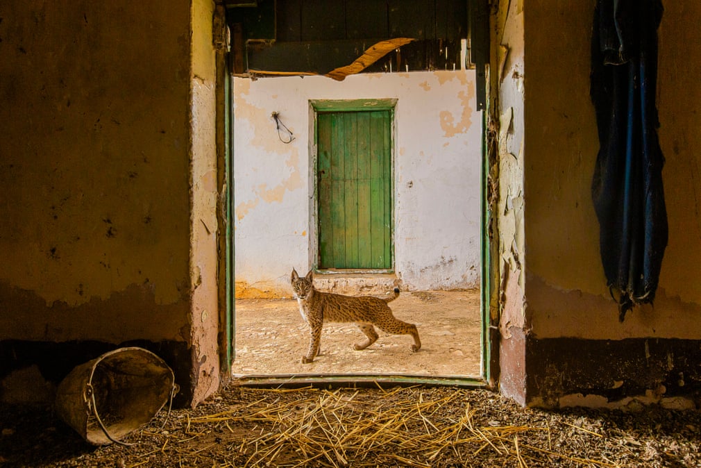 Ð ÑÑÑ Ð½Ð° Ð¿Ð¾ÑÐ¾Ð³Ðµ, Ð¡ÐµÑÑÐ¸Ð¾ ÐÐ°ÑÐ¸ÑÑÐ°Ð½, ÐÑÐ¿Ð°Ð½Ð¸Ñ/Wildlife Photographer of the Year/PA