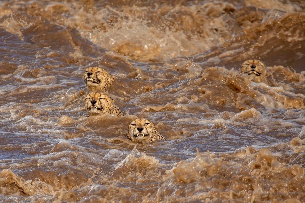 ÐÐ¾Ð»ÑÑÐ¾Ð¹ Ð·Ð°Ð¿Ð»ÑÐ², ÐÑÐ´Ð´ÑÐ¸Ð»Ð¸Ð½Ð¸ Ð´Ðµ Ð¡Ð¾Ð¹Ð·Ð°, Ð¨ÑÐ¸-ÐÐ°Ð½ÐºÐ°/ÐÐ²ÑÑÑÐ°Ð»Ð¸Ñ/Wildlife Photographer of the Year/PA