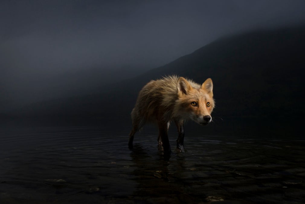 Ð£ÑÐ°Ð³Ð°Ð½Ð½ÑÐ¹ Ð»Ð¸Ñ, ÐÐ¶Ð¾Ð½Ð½Ð¸ ÐÑÐ¼ÑÑÑÐ¾Ð½Ð³, Ð¡Ð¨Ð/Wildlife Photographer of the Year/PA