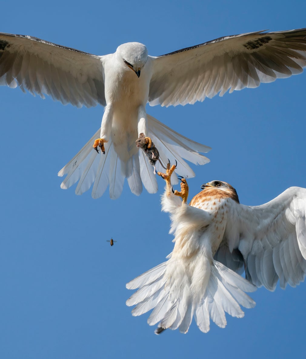 ÐÐ²ÐµÑÑ Ð½Ð° Ð·Ð°ÑÐ²Ð°Ñ, ÐÐ¶ÐµÐº Ð§Ð¶Ð¸, Ð¡Ð¨Ð/Wildlife Photographer of the Year/PA