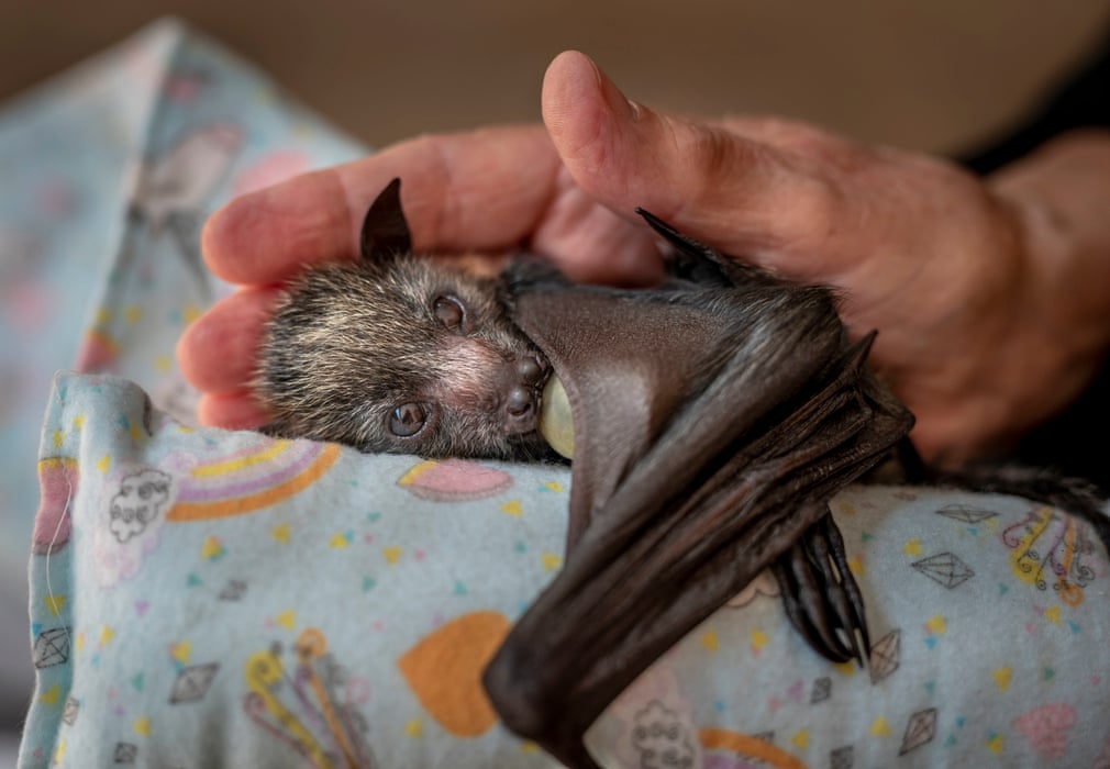 ÐÐ°Ð±Ð¾ÑÐ»Ð¸Ð²Ð°Ñ ÑÑÐºÐ°, ÐÑÐ³Ð»Ð°Ñ ÐÐ¸Ð¼ÐµÑÐ¸, ÐÐ²ÑÑÑÐ°Ð»Ð¸Ñ/Wildlife Photographer of the Year/PA