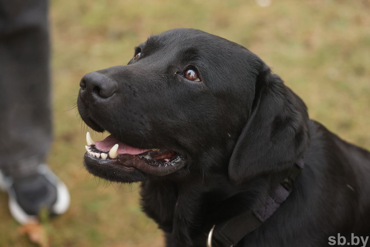 ÐÐ°ÑÐº. Ð¤Ð¾ÑÐ¾ - sb.by