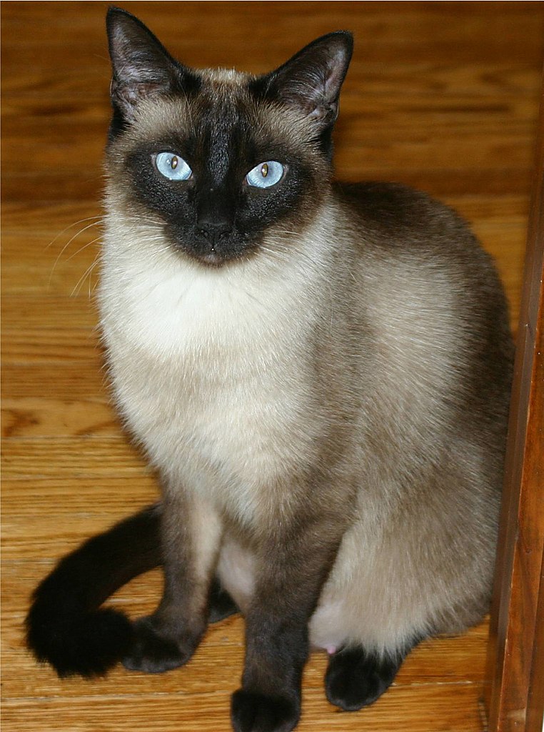 Ð¡Ð¸Ð°Ð¼ÑÐºÐ°Ñ ÐºÐ¾ÑÐºÐ° â ÑÐ¸Ð¿Ð¸ÑÐ½ÑÐ¹ ÐºÐ¾Ð»Ð¾ÑÐ¿Ð¾Ð¹Ð½Ñ.Â TrinnyTrue / wikimedia commons / CC BY-SA 3.0