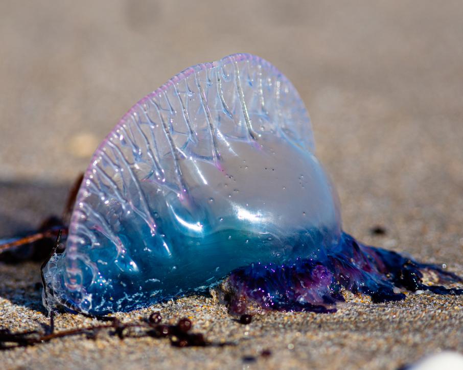 Ð¤Ð¾ÑÐ¾: iStock.com