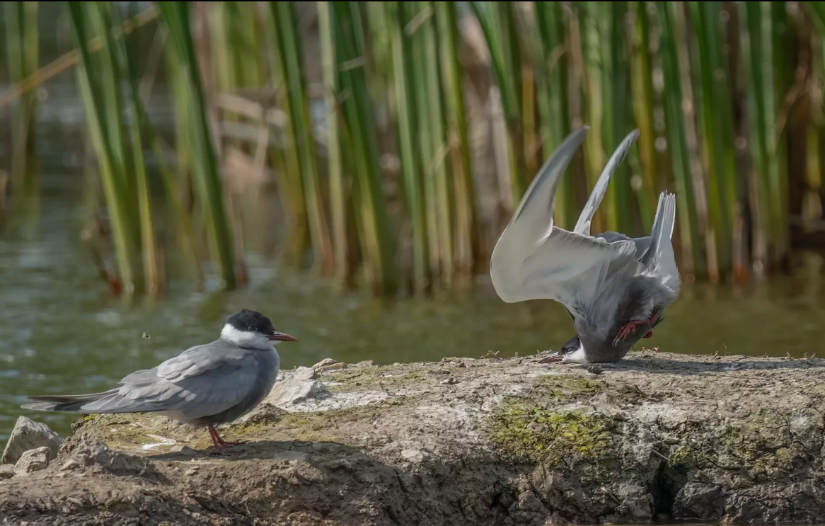 ÐÐ¾Ð±ÐµÐ´Ð¸ÑÐµÐ»Ñ Ð² Ð½Ð¾Ð¼Ð¸Ð½Ð°ÑÐ¸Ð¸ Spectrum Photo Birds Award