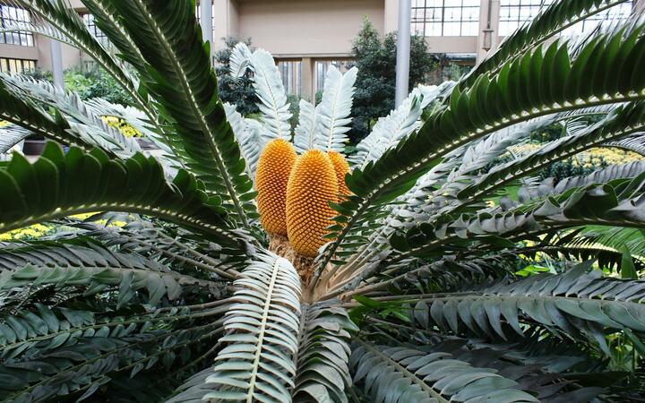 Encephalartos woodii Ð² Ð±Ð¾ÑÐ°Ð½Ð¸ÑÐµÑÐºÐ¾Ð¼ ÑÐ°Ð´Ñ Longwood Gardens Ð² Ð¤Ð¸Ð»Ð°Ð´ÐµÐ»ÑÑÐ¸Ð¸, Ð¡Ð¨Ð. Ð¤Ð¾ÑÐ¾: longwoodgardens.org