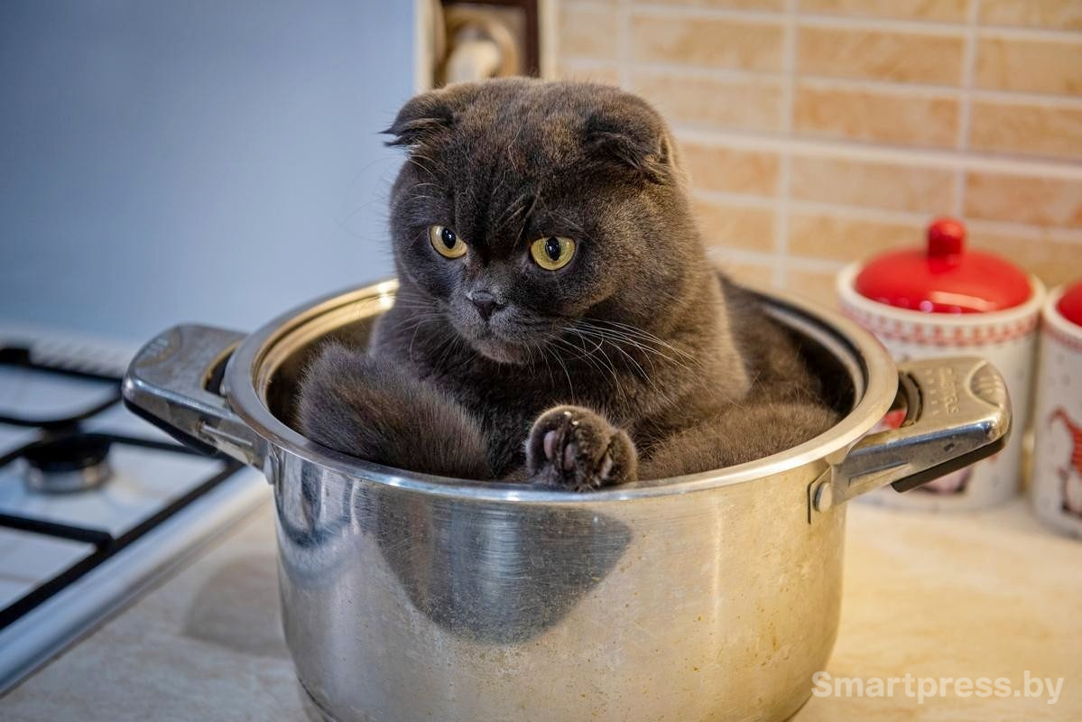 ÐÐ¾Ð½Ñ. Ð¤Ð¾ÑÐ¾ - Smartpress