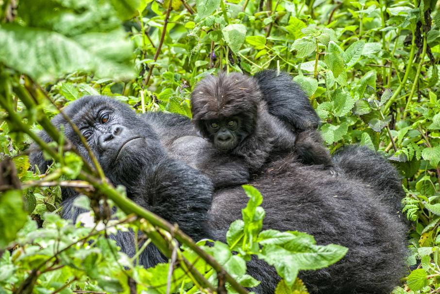 Ð¤Ð¾ÑÐ¾: iStock.com