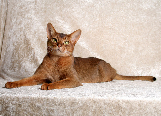 ÐÐ±Ð¸ÑÑÐ¸Ð½ÑÐºÐ¸Ð¹ ÐºÐ¾Ñ Ñ ÐºÐ»Ð°ÑÑÐ¸ÑÐµÑÐºÐ¸Ð¼ Ð¾ÐºÑÐ°ÑÐ¾Ð¼.Â Brigitte von Szczawinski / wikimedia commons / CC BY-SA 3.0