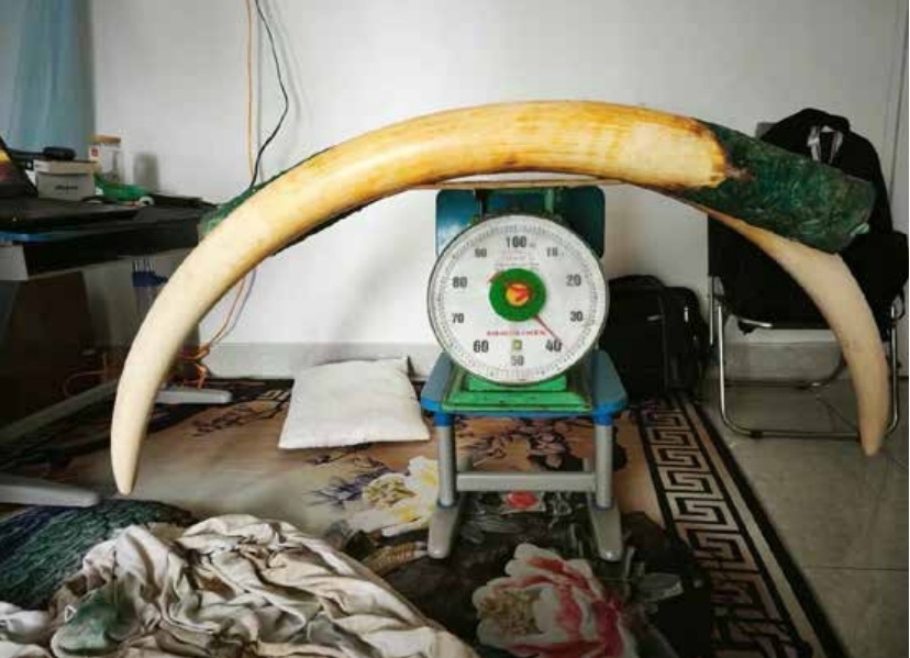 ÐÐ¸Ð²ÐµÐ½Ñ ÑÐ»Ð¾Ð½Ð° Ð½Ð° Ð²ÐµÑÐ°Ñ, ÐÐ°Ð¼Ð±Ð¾Ð´Ð¶Ð°