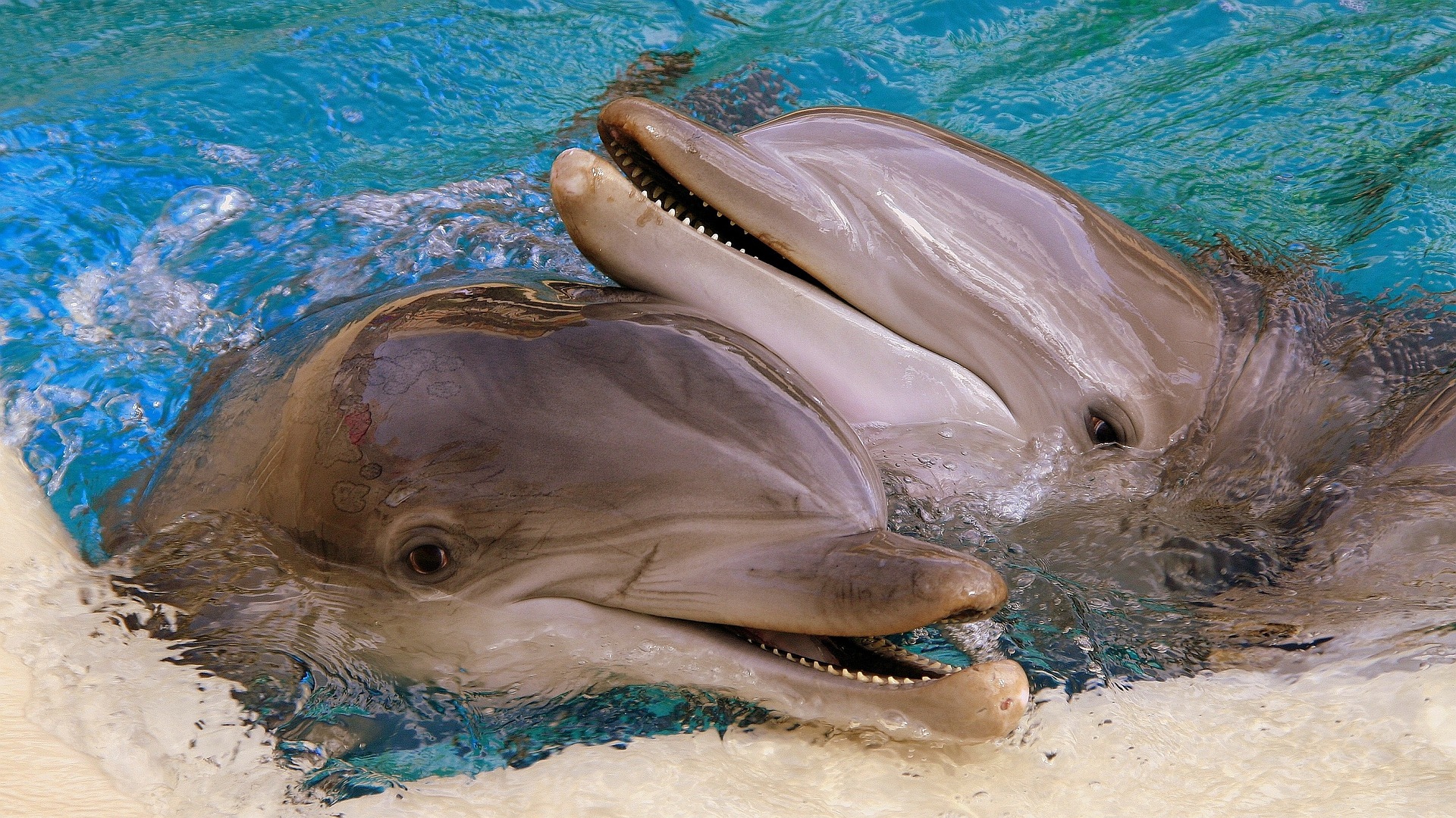 Ð¤Ð¾ÑÐ¾: pixabay.com