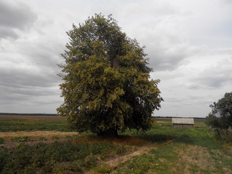 ÐÐ°Ð¼ÑÑÐ½Ð¸Ðº Ð¿ÑÐ¸ÑÐ¾Ð´Ñ "ÐÐ¸Ð¿Ð°"