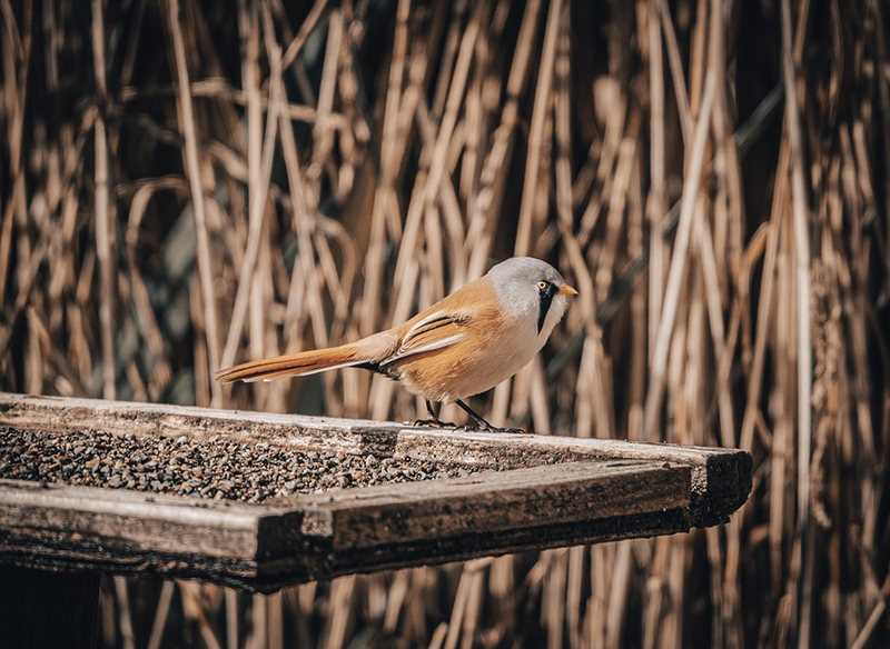 Ð£ÑÐ°ÑÐ°Ñ ÑÐ¸Ð½Ð¸ÑÐ° Ð½Ð° ÐºÐ¾ÑÐ¼ÑÑÐºÐµ-Ð»Ð¾ÑÐºÐµ. Ð¤Ð¾ÑÐ¾ Jonny Gios, Unsplash