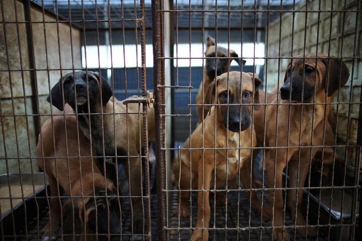 Ð¡Ð¾Ð±Ð°ÐºÐ¸ Ð² ÐºÐ»ÐµÑÐºÐ°Ñ Ð½Ð° ÑÐµÑÐ¼Ðµ Ð² Ð¥Ð²Ð°ÑÐ¾Ð½Ðµ, Ð®Ð¶Ð½Ð°Ñ ÐÐ¾ÑÐµÑ, 21 Ð½Ð¾ÑÐ±ÑÑ 2023 Ð³Ð¾Ð´Ð°. Ð¤Ð¾ÑÐ¾: Reuters