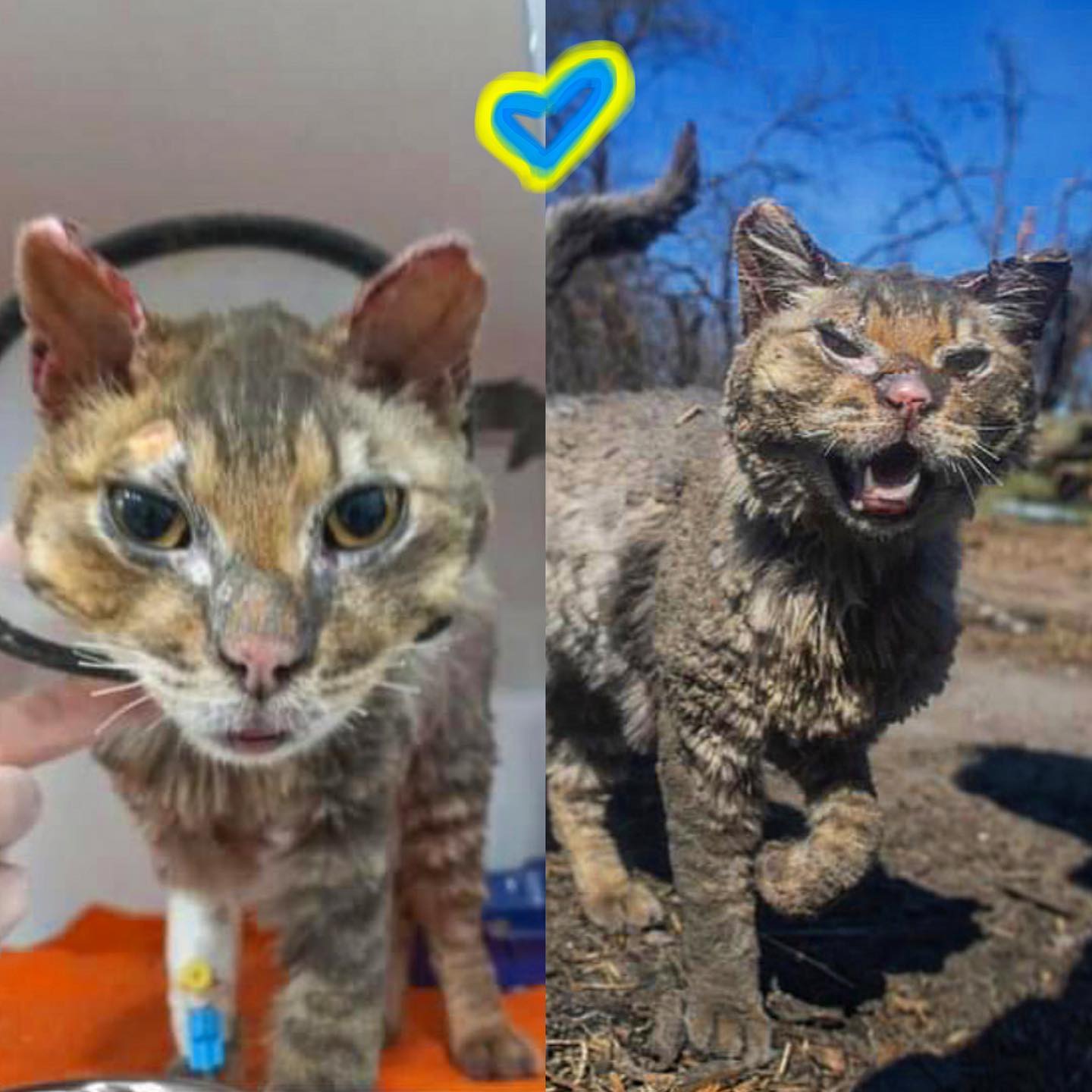 Ð¢Ð¾Ñ ÑÐ°Ð¼ÑÐ¹ ÐºÐ¾Ñ Ñ ÑÑÐ¶Ð¸Ð¼ ÑÑÐµÐ·ÑÐ±ÑÐµÐ¼ Ð¸Ð· ÐÐ²Ð´ÐµÐµÐ²ÐºÐ¸