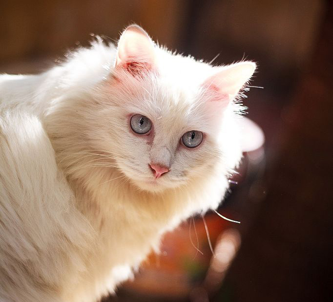 ÐÐ±ÑÐ¾Ð»ÑÑÐ½Ð¾ Ð±ÐµÐ»Ð°Ñ ÐºÐ¾ÑÐºÐ° Ñ Ð³Ð¾Ð»ÑÐ±ÑÐ¼Ð¸ Ð³Ð»Ð°Ð·Ð°Ð¼Ð¸ Ð¼Ð¾Ð¶ÐµÑ Ð±ÑÑÑ Ð³Ð»ÑÑÐ¾Ð¹.Â Vnt87 / wikimedia commons / CC BY-SA 4.0