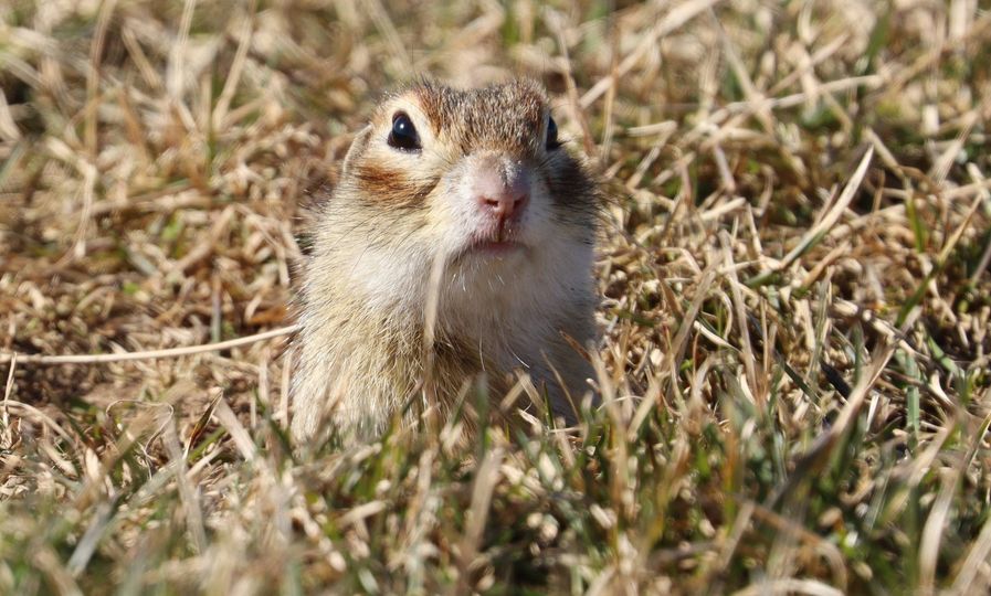 ÐÑÐ°Ð¿ÑÐ°ÑÑÐ¹ ÑÑÑÐ»Ð¸Ðº - ÐºÑÐ°ÑÐ½Ð¾ÐºÐ½Ð¸Ð¶Ð½ÑÐ¹ Ð²Ð¸Ð´. Ð¤Ð¾ÑÐ¾ - Ð¡ÐµÑÐ³ÐµÐ¹ Ð¨Ð¾ÐºÐ°Ð»Ð¾