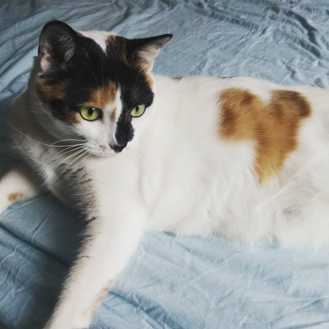 ÐÐ¾ÑÐºÐ° Ð¤Ð¾Ð»ÑÐ³Ð°, ÐºÐ°Ð»Ð¸ÐºÐ¾.Â ÐÐ¸ÐºÐ¾Ð»Ð°Ð¹ ÐÐ¾ÑÐ¾Ð½ÑÐ¾Ð² / N + 1