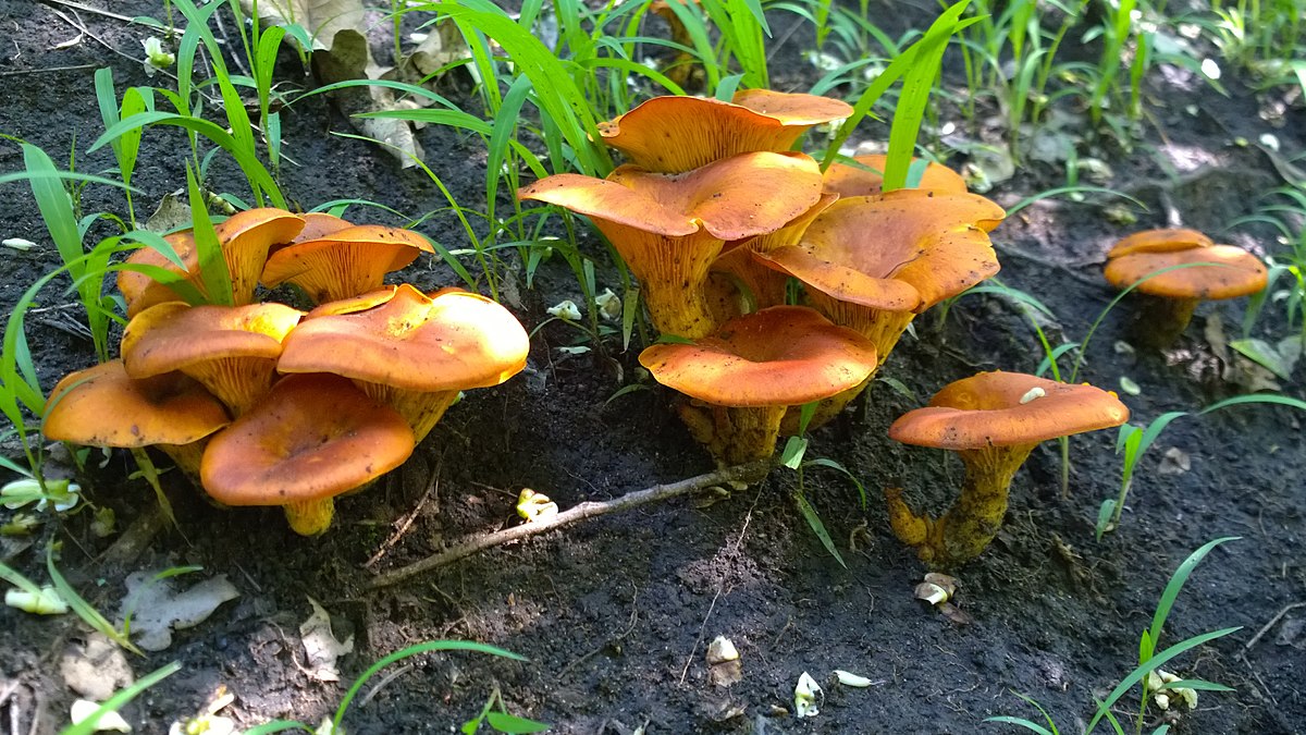 ÐÐ¼ÑÐ°Ð»Ð¾Ñ Ð¼Ð°ÑÐ»Ð¸Ð½Ð¾Ð²ÑÐ¹, ÑÐ¾ÑÐ¾ ÑÐ´ÐµÐ»Ð°Ð½Ð¾ Ð² Ð®ÐÐ , Ð¤Ð¾ÑÐ¾ â Christian Ferrer, ÐÐ¸ÐºÐ¸Ð¿ÐµÐ´Ð¸Ñ