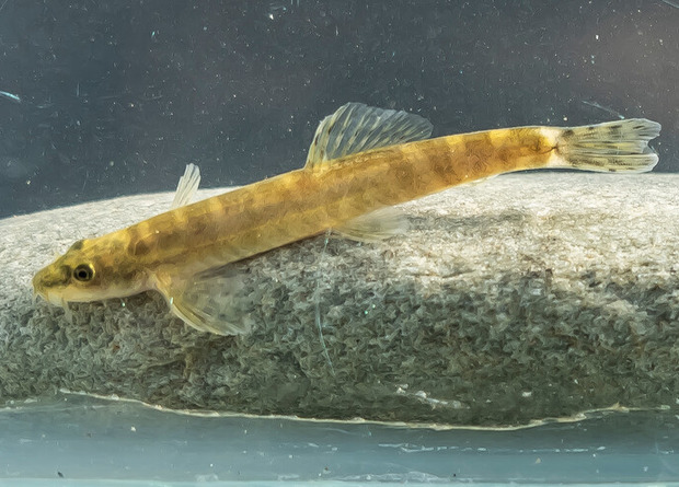 ÐÐ°ÑÐ¼Ð°Ð½ÑÐºÐ¸Ð¹ Ð³Ð¾Ð»ÐµÑ Paraschistura chrysicristinae  Re:wild