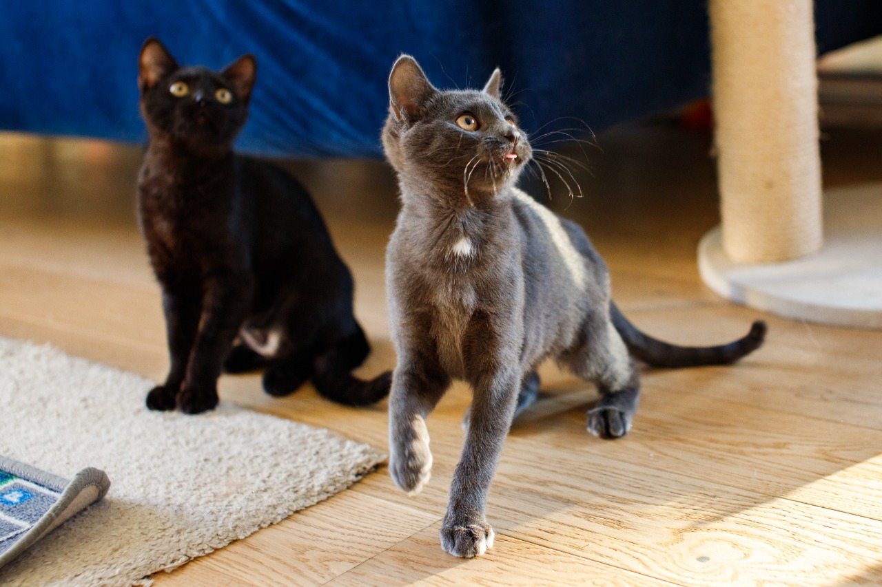 ÐÐ°Ð¼Ð¸ Ð¸ ÐÐ°Ð¾Ð¼Ð¸ Ð±ÑÐ»Ð¸ ÑÐ°Ð¼ÑÐ¼Ð¸ Ð´Ð¸ÐºÐ¸Ð¼Ð¸ Ð¸Ð· Ð²ÑÐµÐ¹ ÑÐµÑÑÑÑÐºÐ¸ ÐºÐ¾ÑÑÑ. ÐÑ Ñ ÐÐ°Ð½ÑÐ°ÑÐ¾Ð¼ ÑÐ°Ðº Ð±Ð¾ÑÐ»Ð¸ÑÑ, ÑÑÐ¾ Ð¾Ð½Ð¸ Ð½Ðµ Ð½Ð°Ð¹Ð´ÑÑ Ð´Ð¾Ð¼, ÑÑÐ¾ Ñ Ð¾ÑÐ³Ð°Ð½Ð¸Ð·Ð¾Ð²Ð°Ð»Ð° Ð´Ð»Ñ Ð½Ð¸Ñ ÑÐ¾ÑÐ¾ÑÐµÑÑÐ¸Ñ Ð¸ Ð·Ð°Ð¿ÑÑÑÐ¸Ð»Ð° ÑÐµÐºÐ»Ð°Ð¼Ñ. ÐÐ°Ð¾Ð¼Ð¸ Ð½Ð°ÑÐ»Ð° Ð´Ð¾Ð¼ Ð² ÐÐ°ÑÐ½Ð°ÑÐµ. ÐÐ°Ð¼Ð¸ ÑÑÐ°Ð»Ð° Ð²ÑÐ¾ÑÐ¾Ð¹ ÐºÐ¾ÑÐºÐ¾Ð¹ Ð² ÑÐµÐ¼ÑÐµ Ð¸Ð· ÐÐ¸Ð»ÑÐ½ÑÑÐ°