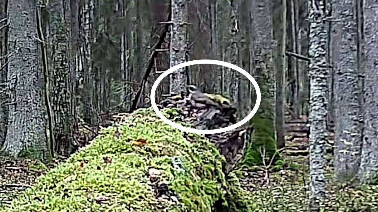 Ð¡ÐºÑÐ¸Ð½ÑÐ¾Ñ Ñ Ð²Ð¸Ð´ÐµÐ¾ ÐÐ»ÐµÐºÑÐ°Ð½Ð´ÑÐ° Ð­ÑÐ´Ð¼Ð°Ð½Ð°