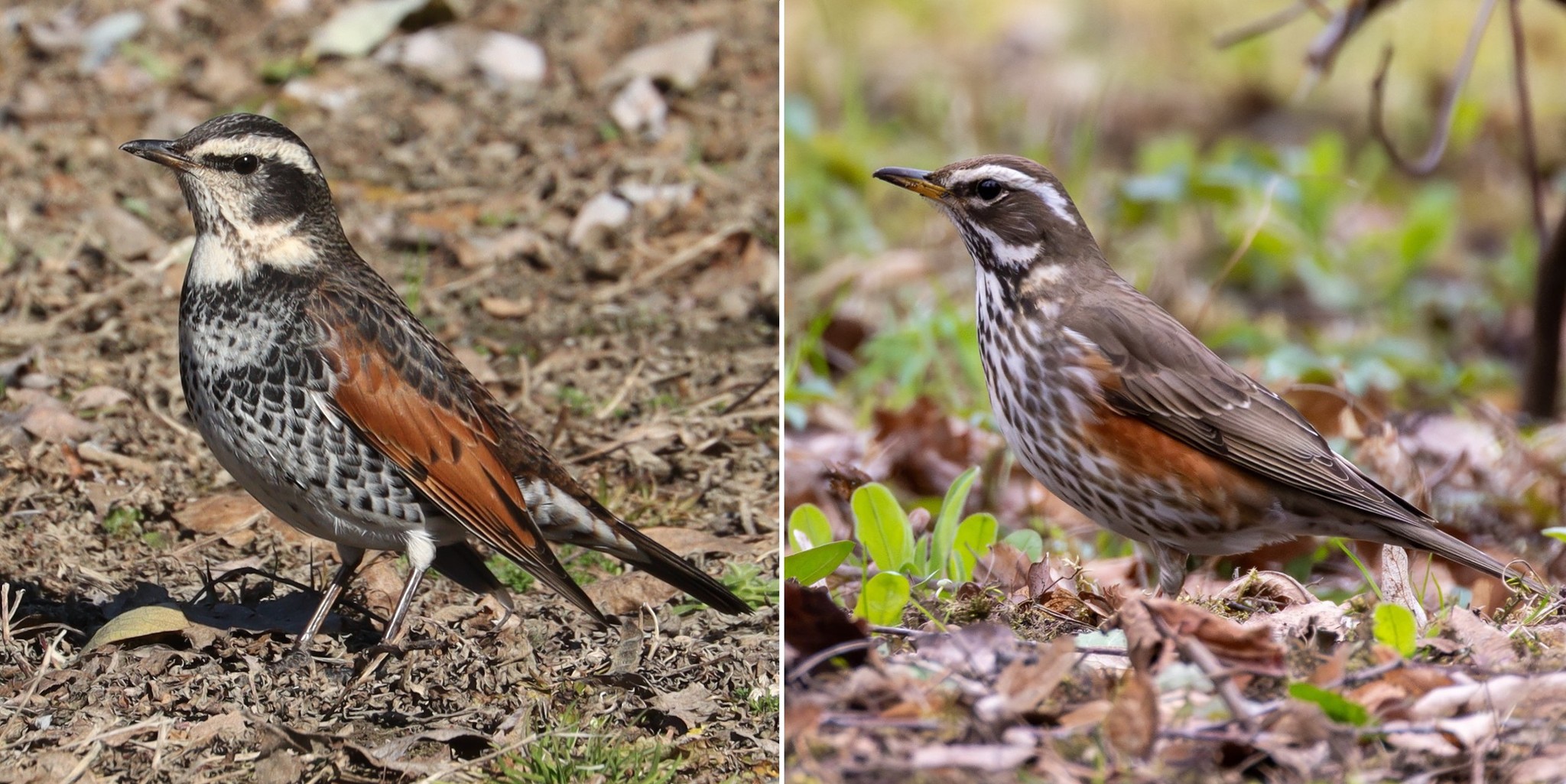  ÑÐ»ÐµÐ²Ð° Ð±ÑÑÑÐ¹ Ð´ÑÐ¾Ð·Ð´ â Ð°Ð²ÑÐ¾ÑÐ° Alpsdake, CC BY-SA 4.0 Wikimedia Commons; ÑÐ¿ÑÐ°Ð²Ð° Ð±ÐµÐ»Ð¾Ð±ÑÐ¾Ð²Ð¸Ðº â ÐÐ°Ð´Ð¸Ð¼Ð° ÐÑÑÐºÐ°ÑÑÑÐºÐ°, ÑÐ°Ñ âÐÑÑÑÐºÑ Ð· ÑÐ¾ÑÐ°ÑÑÑÐ¶ÐºÑâ.