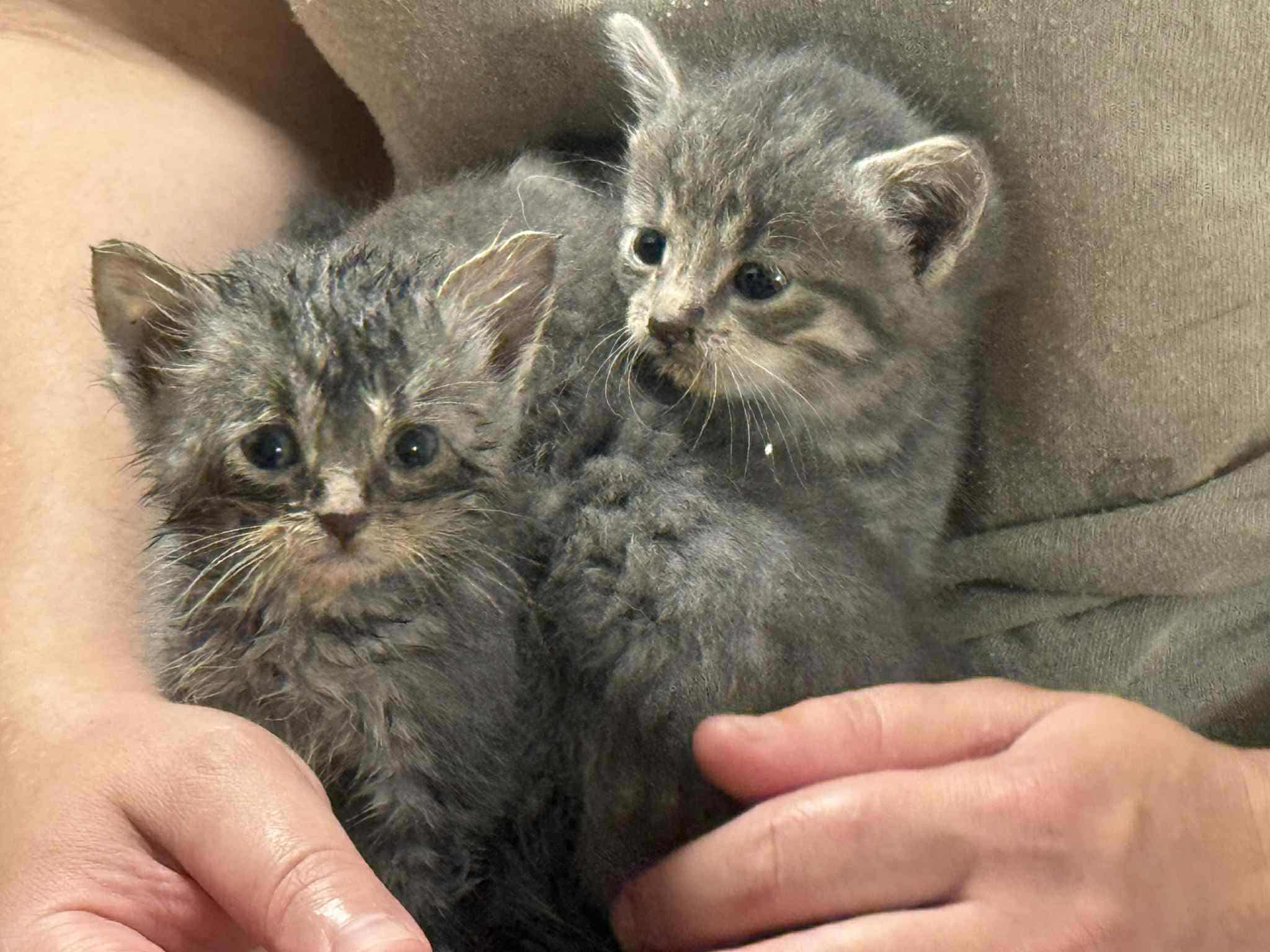 ÐÐ¸ÑÐ¾Ð²ÑÐºÐ¸Ðµ ÐºÐ¾ÑÑÑÐ°, ÐºÐ¾ÑÐ¾ÑÑÐ¼ ÑÐ´Ð°Ð»Ð¾ÑÑ Ð½Ð°Ð¹ÑÐ¸ Ð½Ð¾Ð²ÑÐµ ÑÐµÐ¼ÑÐ¸