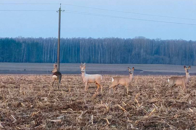 Ð¤Ð¾ÑÐ¾: ÑÐµÐ»ÐµÐ³ÑÐ°Ð¼-ÐºÐ°Ð½Ð°Ð» Ð ÐÐÐ Â«ÐÐÐÐ Â».