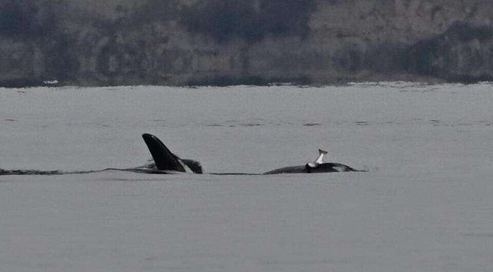 Ð®Ð¶Ð½Ð°Ñ ÑÐµÐ·Ð¸Ð´ÐµÐ½ÑÐ½Ð°Ñ ÐºÐ¾ÑÐ°ÑÐºÐ° (Orcinus orca) Ð¿Ð¾ Ð¸Ð¼ÐµÐ½Ð¸ ÐÐ¶ÐµÐ²Ð¸ÐºÐ° Ñ ÐºÐµÑÐ¾Ð¹ (Oncorhynchus keta) Ð½Ð° Ð³Ð¾Ð»Ð¾Ð²Ðµ Jim Pasola / Orca Nerwork