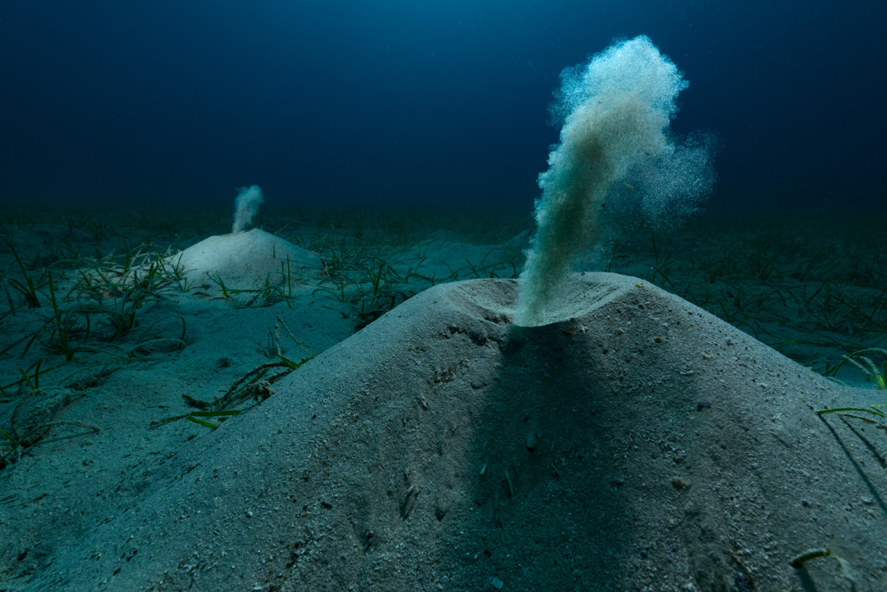 Â«ÐÐµÐ²Ð¾ÑÐ¿ÐµÑÑÐµ Ð³ÐµÑÐ¾Ð¸Â»  Angel Fitor / German Society for Nature Photography