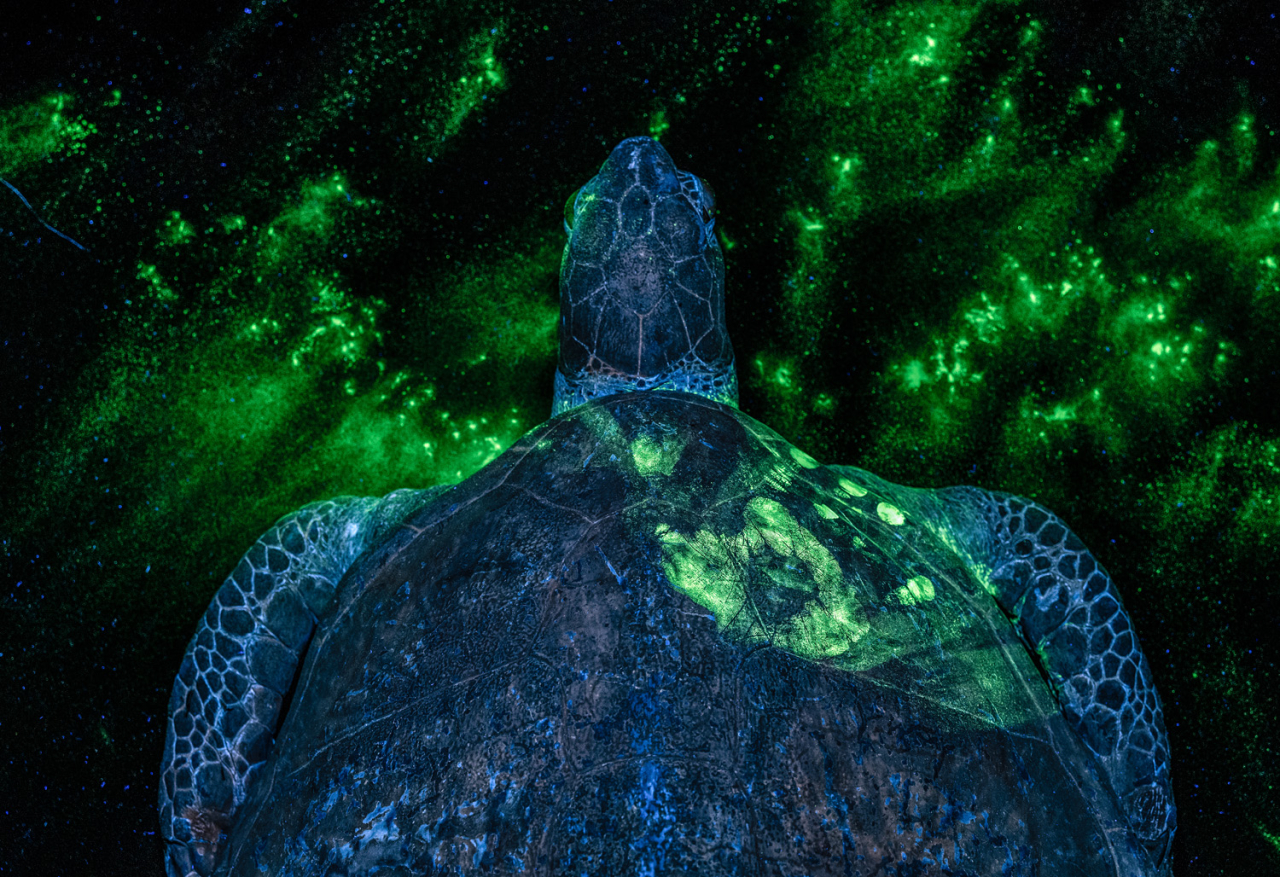 Â«Ð¡ÑÐ´ÐµÐ±Ð½Ð°Ñ ÑÐºÑÐ¿ÐµÑÑÐ¸Ð·Ð°Â»  Britta Jaschinski / German Society for Nature Photography