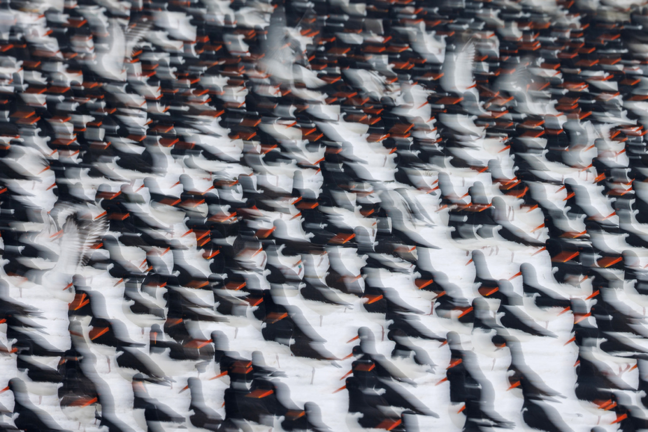 Â«Ð§ÐµÑÐ½ÑÐ¹, Ð±ÐµÐ»ÑÐ¹, ÐºÑÐ°ÑÐ½ÑÐ¹Â»   1/9  Anja Brouwer / German Society for Nature Photograph