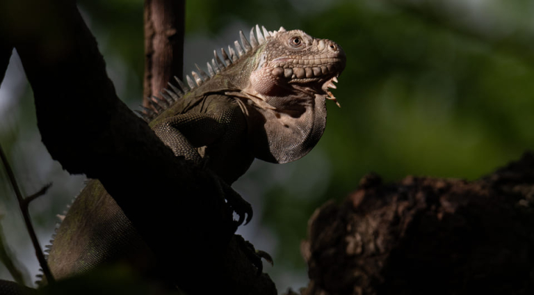 ÐÐ°Ð»Ð¾Ð°Ð½ÑÐ¸Ð»ÑÑÐºÐ°Ñ Ð¸Ð³ÑÐ°Ð½Ð° (Iguana delicatissima) Andrew Snyder / Re:wild