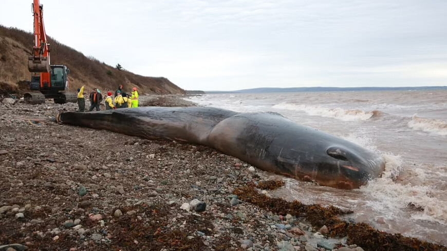 Ð¤ÐÐ¢Ð : Marine Animal Response Society