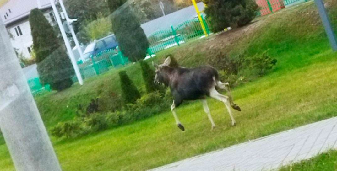 ÐÐ¾ÑÑ Ð±ÑÐ¶ÑÑÑ Ð¿Ð° Ð²ÑÐ»ÑÑÑ Ñ ÐÐ°Ð³ÑÐ»ÑÐ²Ðµ