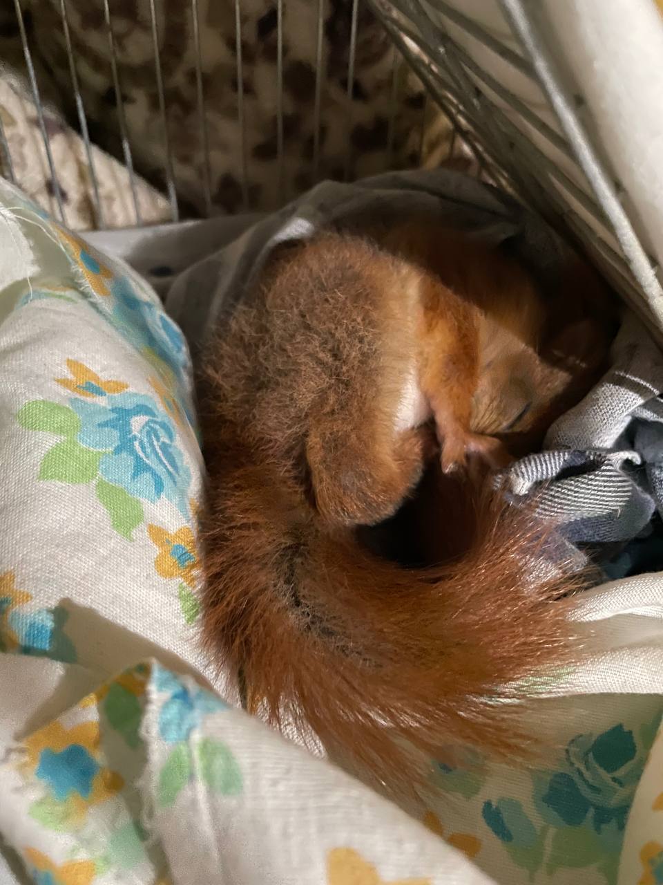 Ð¤Ð¾ÑÐ¾ - Ð¸Ð· 