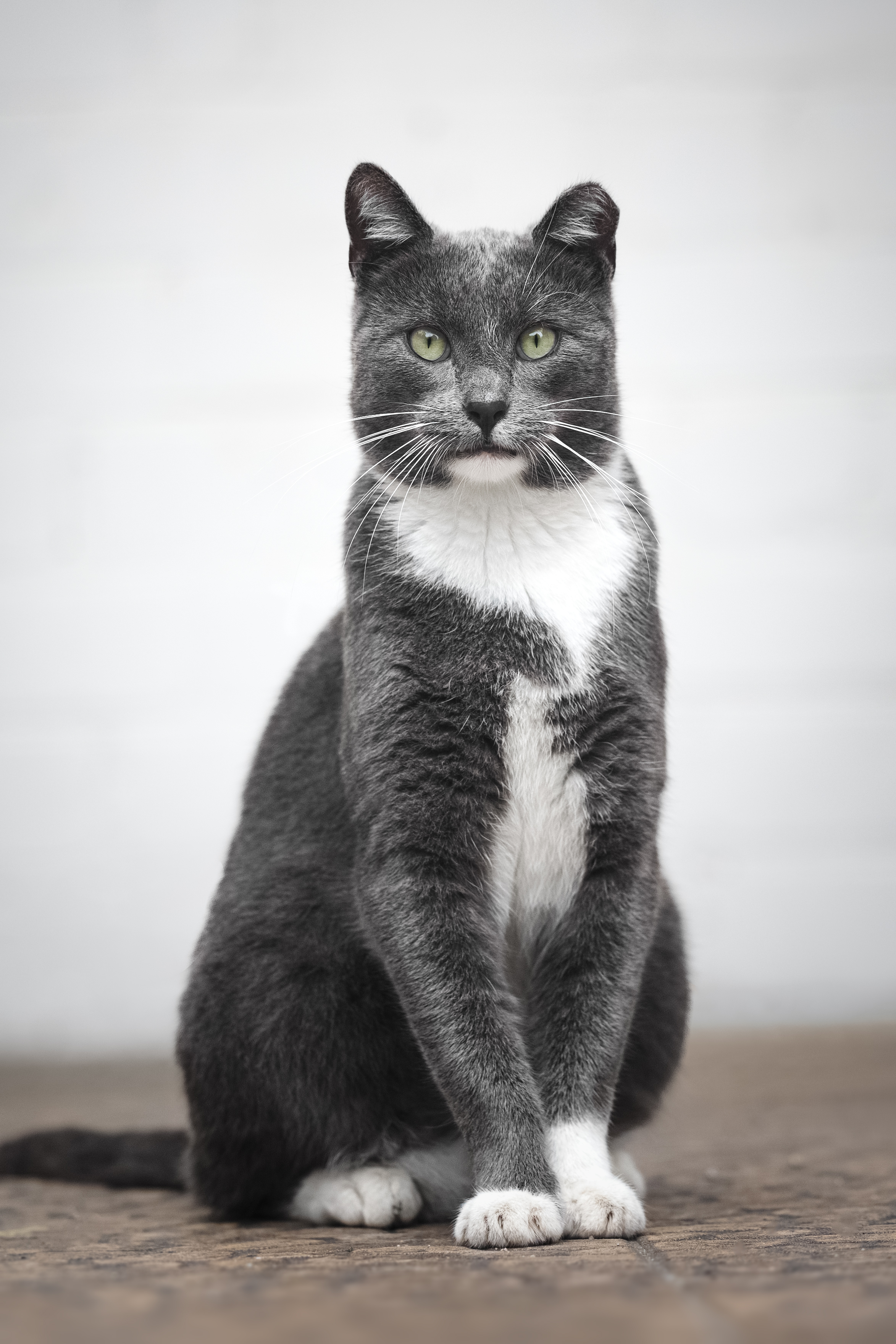 ÐÐ°Ð½ÑÐµ, ÑÐ°Ð¼ÑÐ¹ ÑÐ¼Ð½ÑÐ¹ Ð¾Ð±ÑÐ°Ð¶Ð½ÑÐ¹ ÐºÐ¾Ñ, Ð¸ÑÐµÑ Ð´Ð¾Ð¼