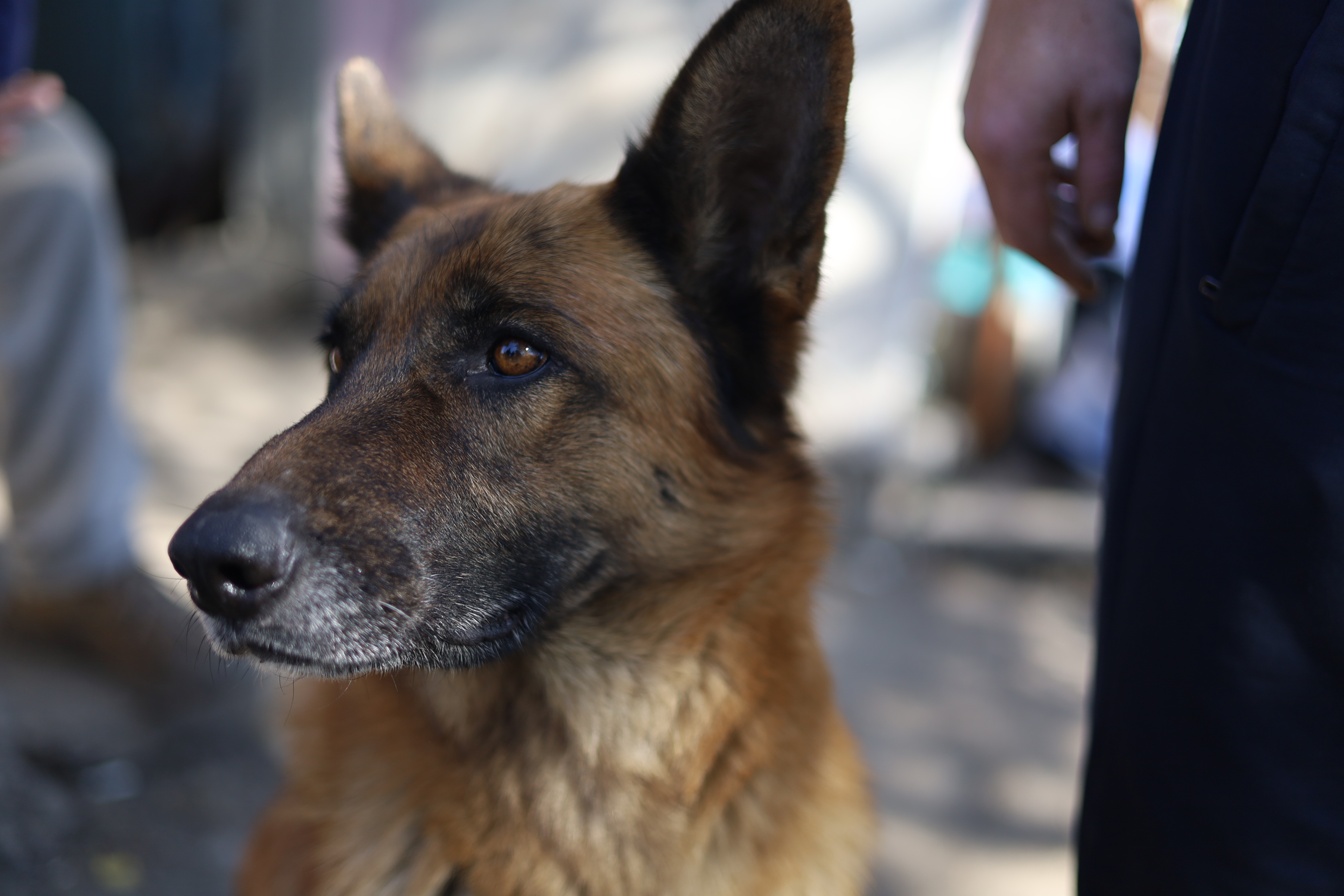 ÐÐ¸Ð»ÑÐ·Ð°, ÑÐ¾Ð±Ð°ÐºÐ° Ð¸Ð· Ð¿Ð¾Ð´ ÐÐ¾ÐºÑÐ¾Ð²ÑÐºÐ°