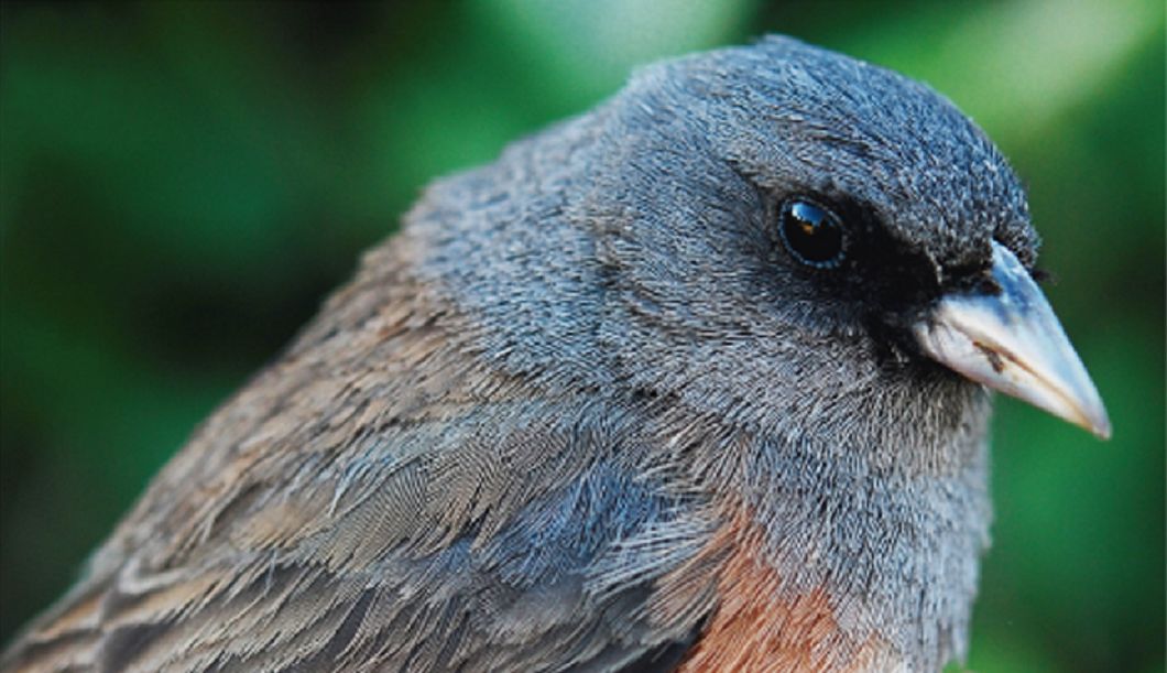 ÐÐ²Ð°Ð´ÐµÐ»ÑÐ¿ÑÐºÐ¸Ð¹ ÑÐ½ÐºÐ¾, ÑÐ¾ÑÐ¾ Pau Aleixandre, Julio HernÃ¡ndez Montoya, Borja MilÃ¡, ÐºÑÐ¾Ð¿, Wikimedia Commons CC BY 2.0