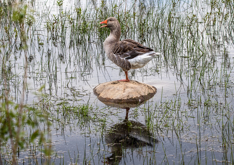 Ð¡ÐµÑÑÐ¹ Ð³ÑÑÑ. Ð¤Ð¾ÑÐ¾ ÐÐ»Ð°Ð´Ð¸Ð¼Ð¸ÑÐ° ÐÐ¾Ð½Ð´Ð°ÑÑ, birdwatch.by