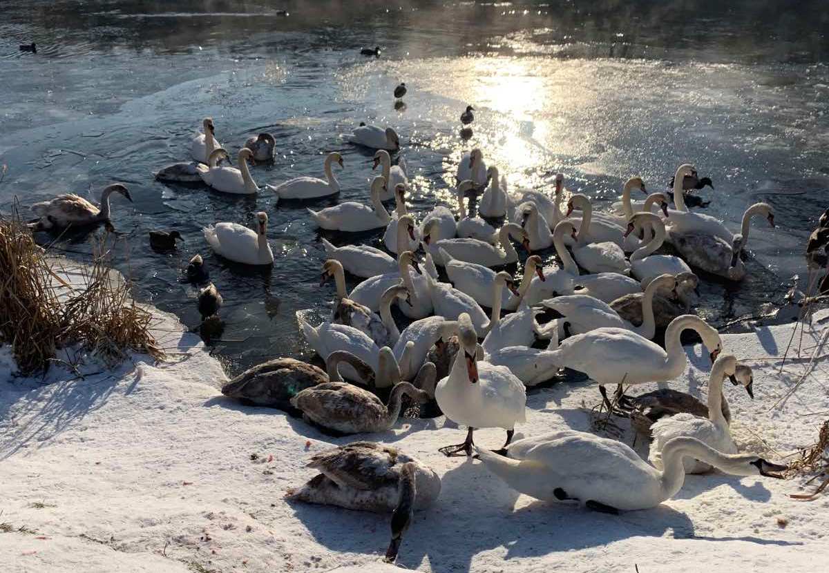 ÐÐ»Ð»ÑÑÑÑÐ°ÑÐ¸Ð²Ð½Ð¾Ðµ Ð¸Ð·Ð¾Ð±ÑÐ°Ð¶ÐµÐ½Ð¸Ðµ. Ð¤Ð¾ÑÐ¾ - gorod214.by