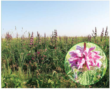 ÐÐ¾Ð¿Ð½Ð¸Ðº ÑÐºÐ¸ÑÑÐºÐ¸Ð¹. ÐÐ¼Ñ ÑÐ°ÐºÐ¶Ðµ Ð³ÑÐ¾Ð·Ð¸Ñ Ð¸ÑÑÐµÐ·Ð½Ð¾Ð²ÐµÐ½Ð¸Ðµ Ð¸Ð·-Ð·Ð° Ð²ÑÐ¾ÑÐ¶ÐµÐ½Ð¸Ñ